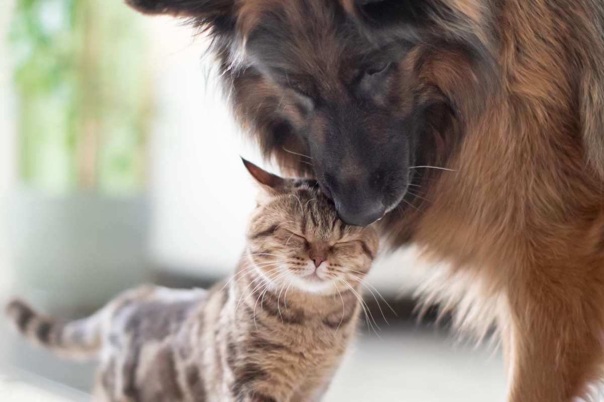 Pet friendly apartment at Glenn Park in San Angelo, Texas