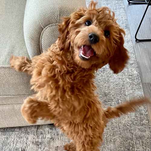 Happy dog at Vineyards at Galleria in Sparks, Nevada