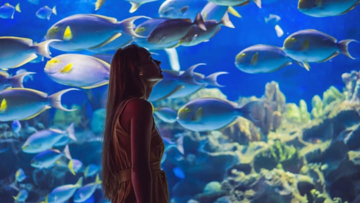 A young woman looking at fish at an aquarium near Herriman.