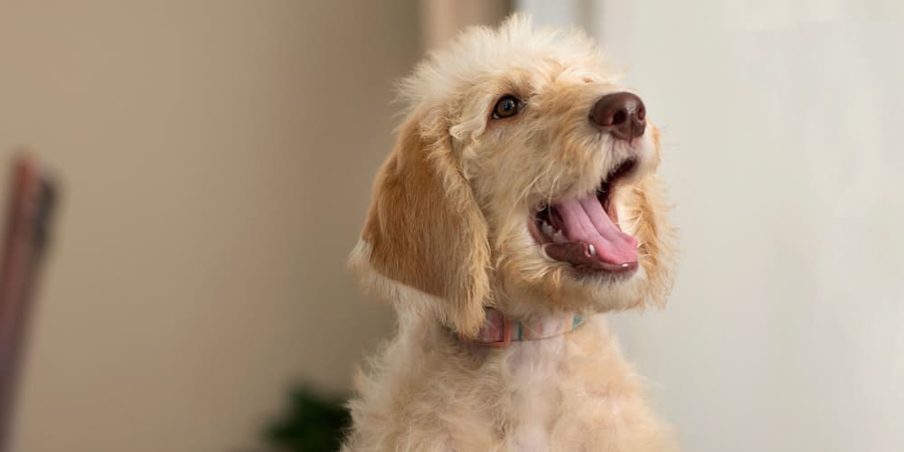 A happy puppy at Mission University Pines in Durham, North Carolina