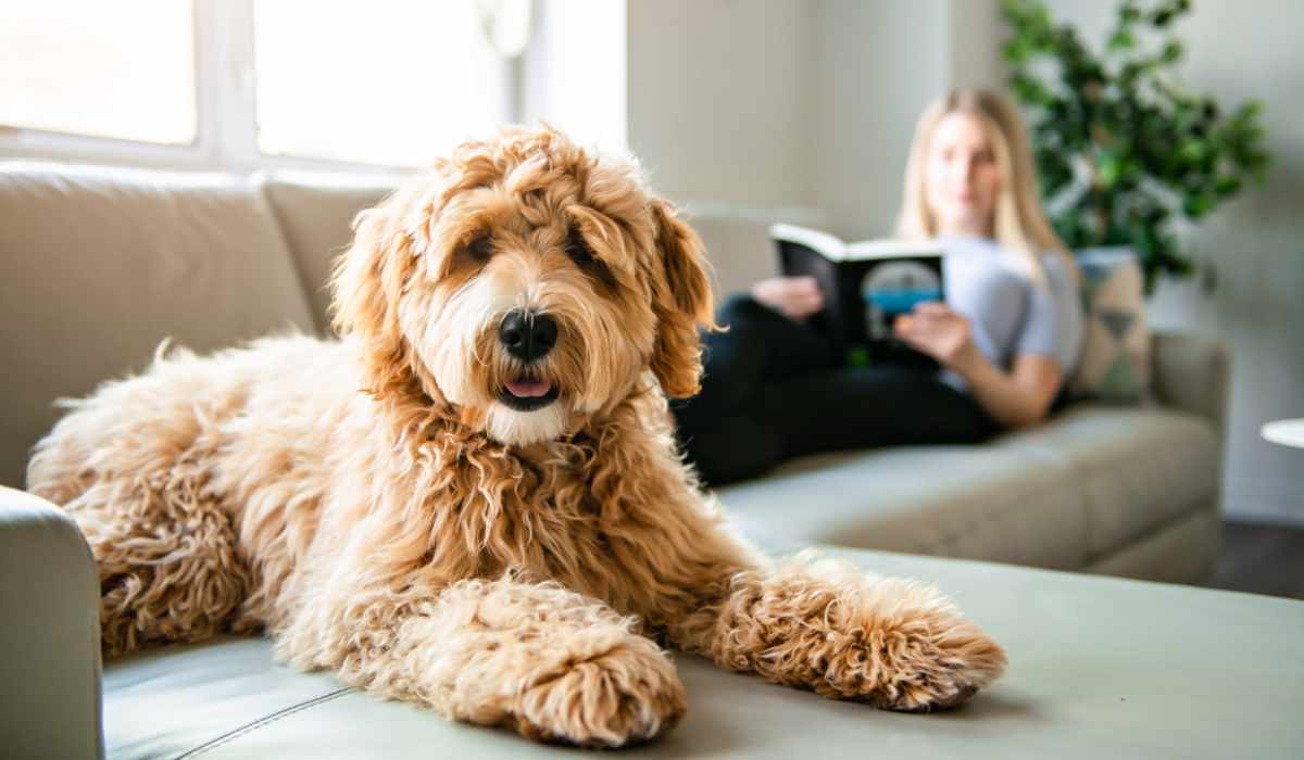 Resident with dog at Stonehurst Manor and Harrison Court in Upper Darby Township, Pennsylvania
