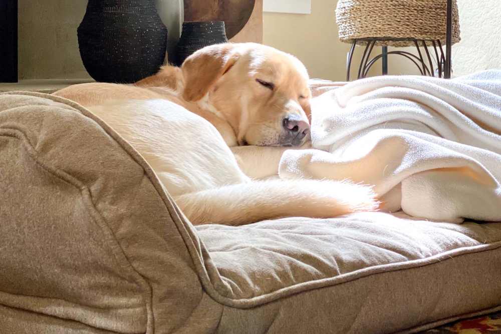 dog at Lakeview Of Ardmore in Ardmore, Oklahoma 