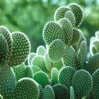 Cactus near Paseo Park in Glendale, Arizona