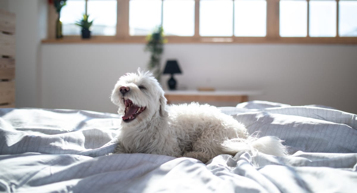 Resident puppy yawning after a nap in the sunny bedroom of a pet-friendly home at Savannah Place Apartments & Townhomes in Boca Raton, Florida