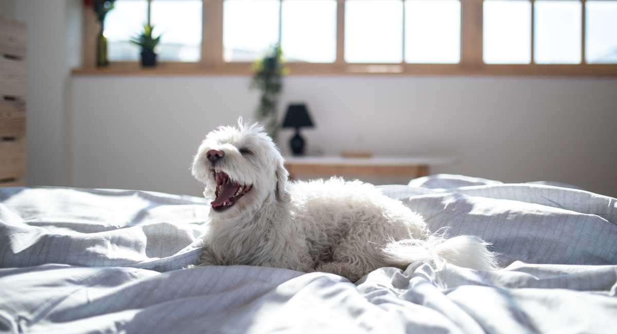 Resident puppy yawning after a nap in the sunny bedroom of a pet-friendly home at Visions at Willow Pond in West Palm Beach, Florida
