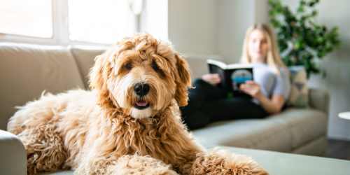 Brown dog and resident relaxing on a sectional sofa at  Cross Creek Villas in Columbia, Missouri