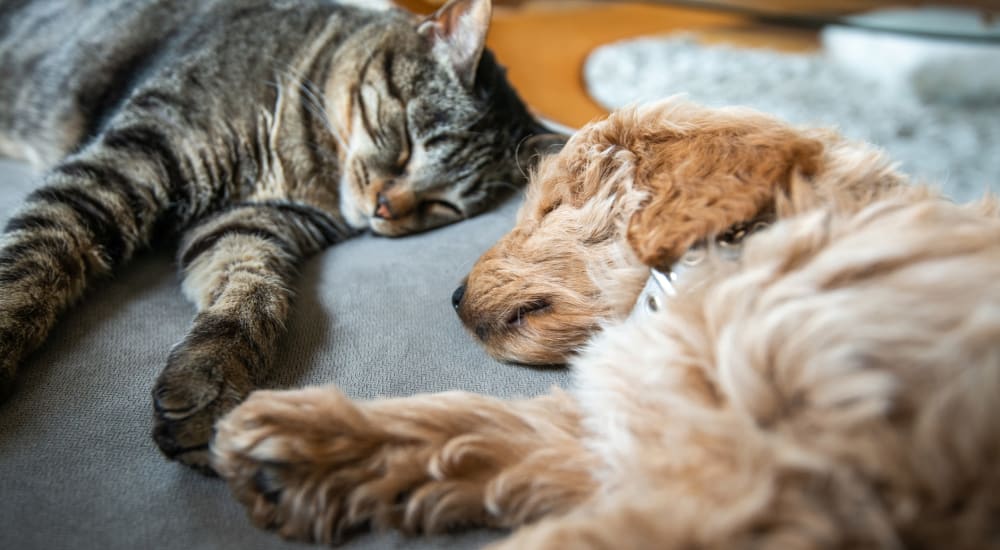 Dog and cat at The Laurel in Pensacola, Florida