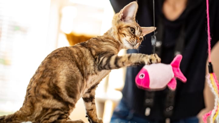 A cat swatting at a fish toy being held up by a human