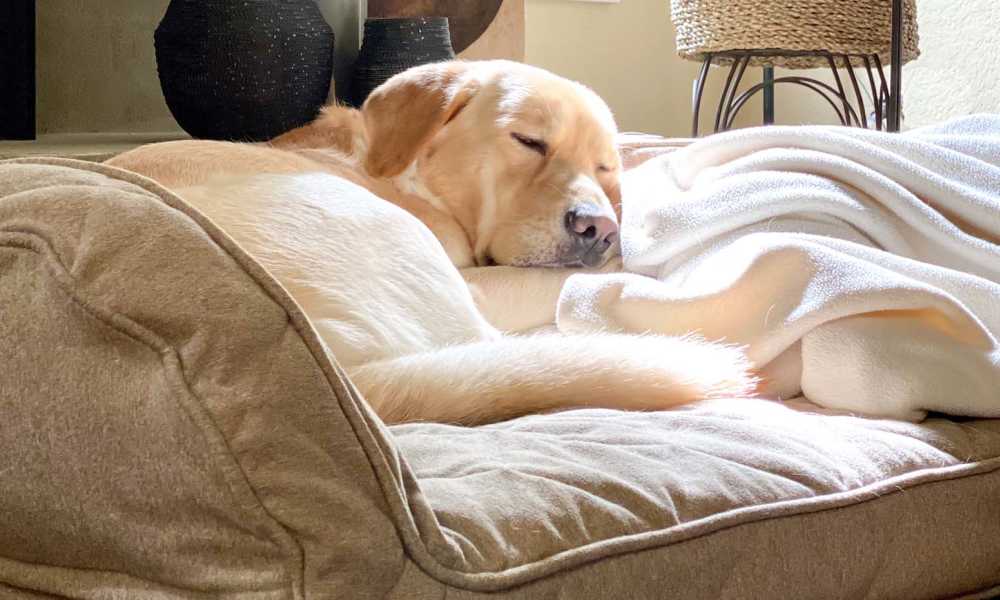 Dog sleeping on a couch at Stone Village Apartments in Reno, Nevada