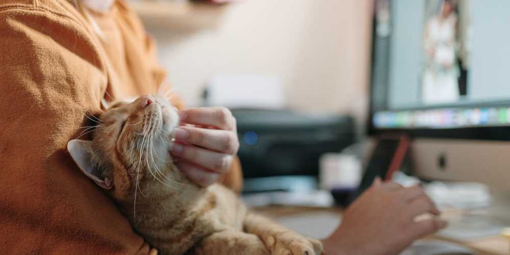 Cat sitting on residents lap at Legends 267 Apartments in Kansas City, Kansas