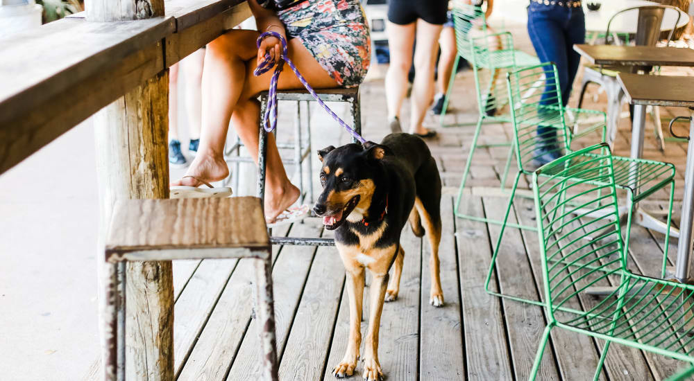Pup and his owner at a dog-friendly bar with outdoor seating near The Guthrie in Austin, Texas
