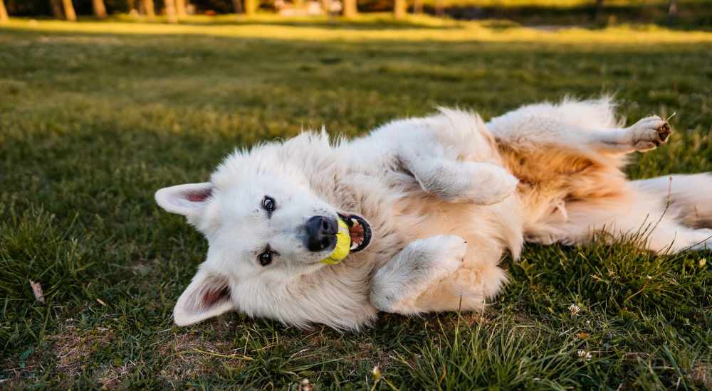 Cute dog playing in the park at McCart Apartment Homes in Fort Worth, Texas 