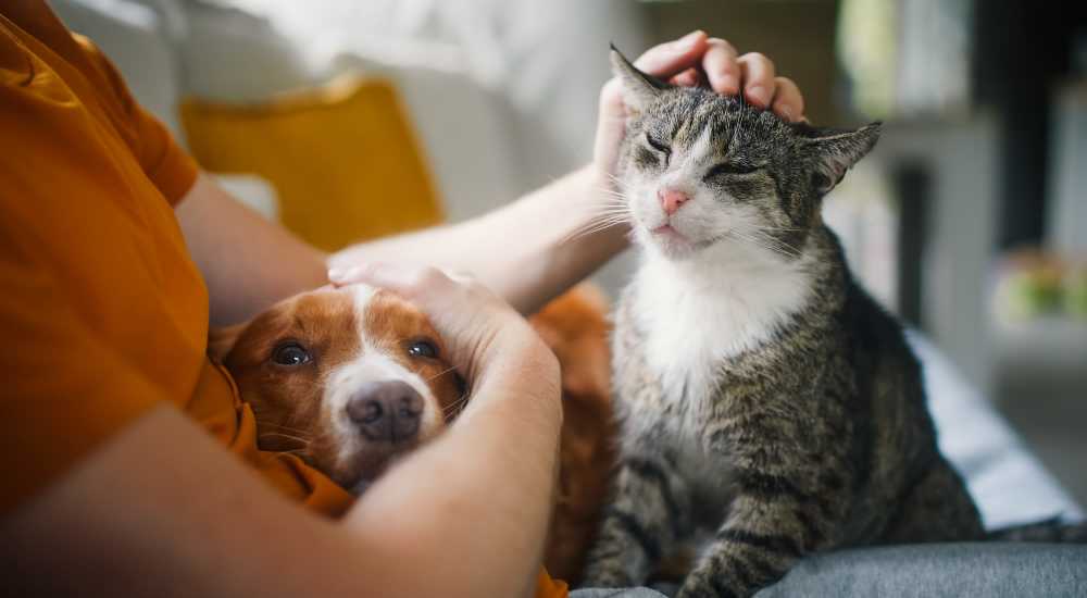 Pet friendly at Barcelo Apartment Homes in San Antonio, Texas