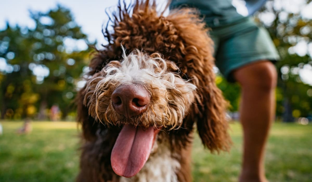 Happy dog in the park near Isles in Roseville, California