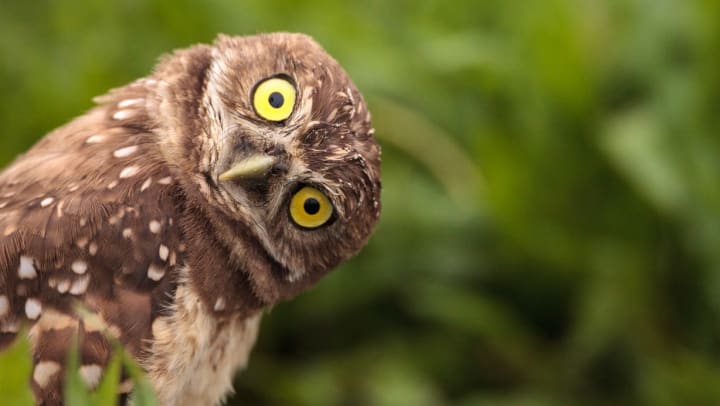 A burrowing owl tilts its head sideways and stares into the camera with its bright yellow eyes