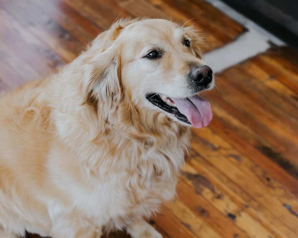 Resident dog sitting on wood floor at Cigar Lofts in Richmond, Virginia