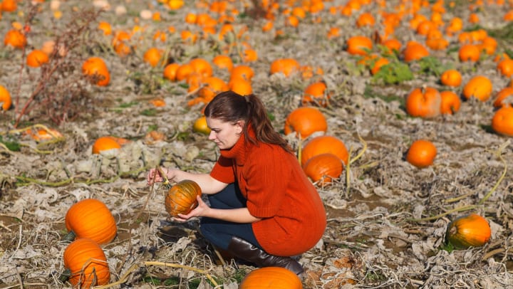 Woman picking out pumpkins at a patch near Olympus at the District 