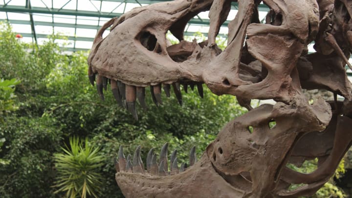 Tyrannosaurus rex replica skull in front of green foliage. 