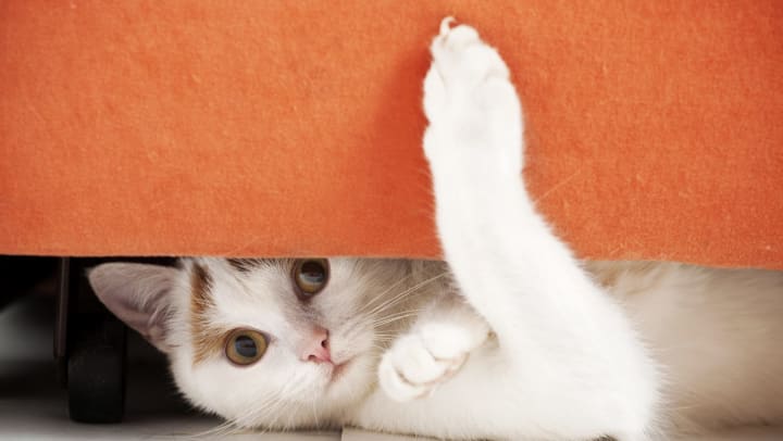 A cat hiding under a piece of furniture
