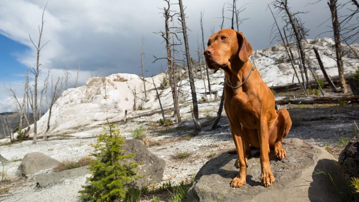 A golden color purebred Hungarian vizsla sits obediently in a post-volcanic area in Yellowstone National Park