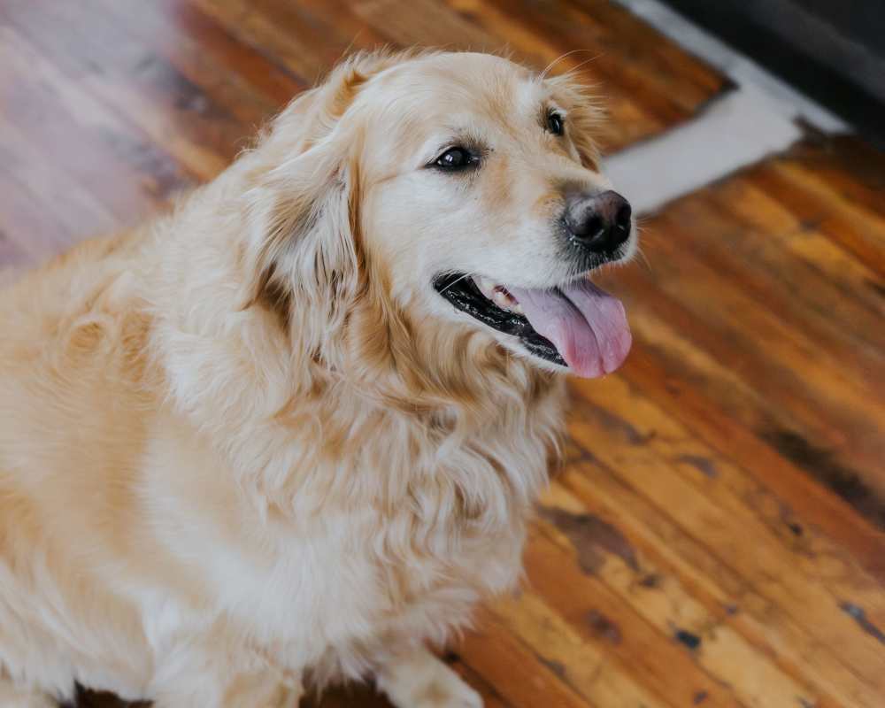 A golden retriever sitting at 1005 Grove Ave Apartments in Richmond, Virginia