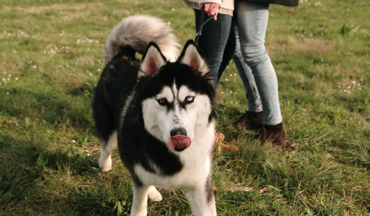 Happy Husky and his owners at a park on a sunny day near The Fitz Apartments in Dallas, Texas