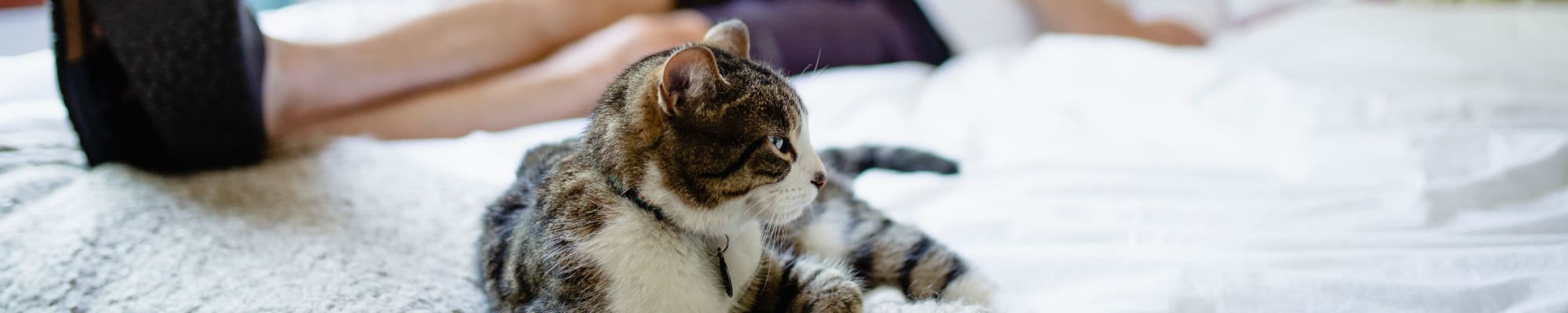 Pet friendly policy at Solaire 10914 Georgia in Silver Spring, Maryland