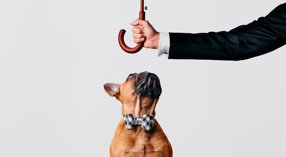 Pet-friendly at Novel Turtle Creek in Dallas, Texas