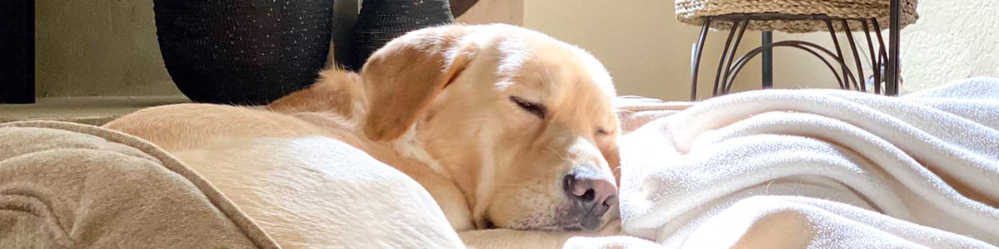 Pet Friendly | Hampton Village in Palestine, Texas