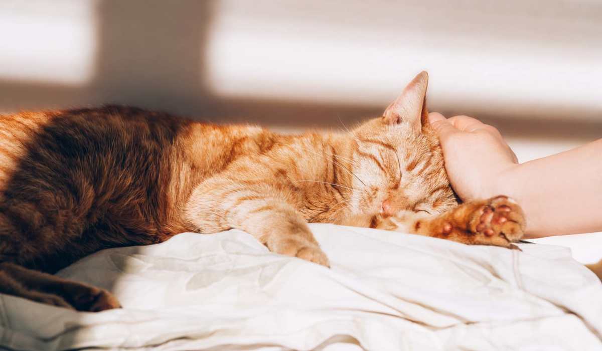 A resident petting a cat at Marea in Dana Point, California