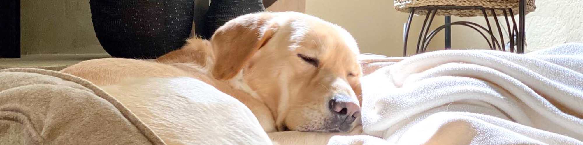 Pet Friendly | Hardin Terrace II in Jefferson, Georgia
