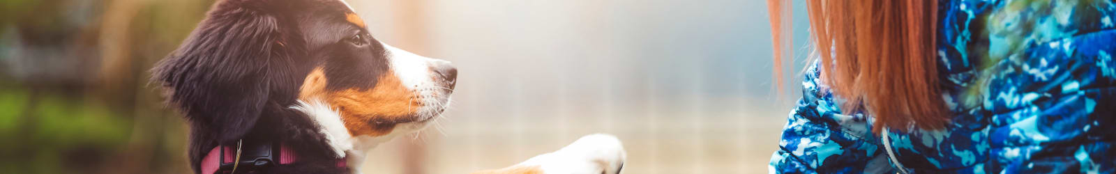 Pet friendly apartments at River Ridge Apartments in Tualatin, Oregon