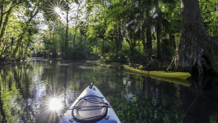 One yellow and one blue kayak float along the Silver River surrounded by trees and bathed in morning sunlight.