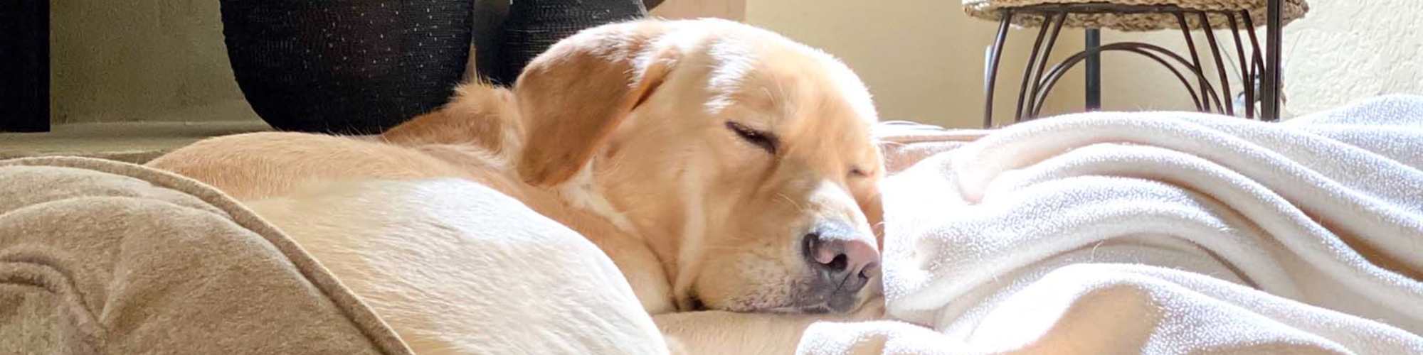Pet-Friendly | Ozark Trails in Ozark, Missouri