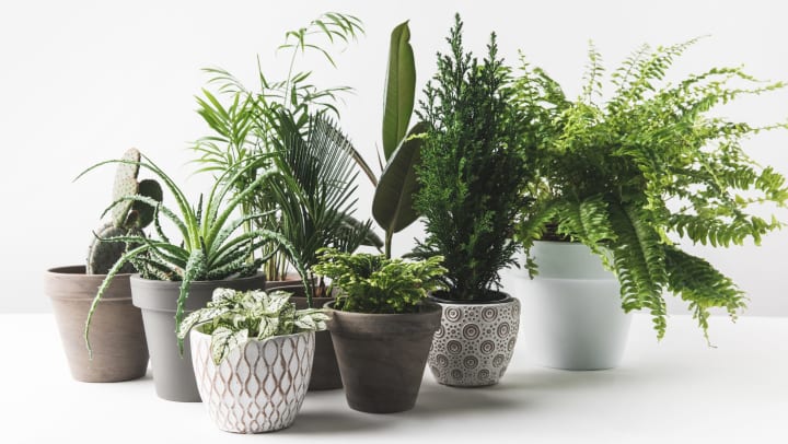 Various beautiful green plants in pots against a white background.