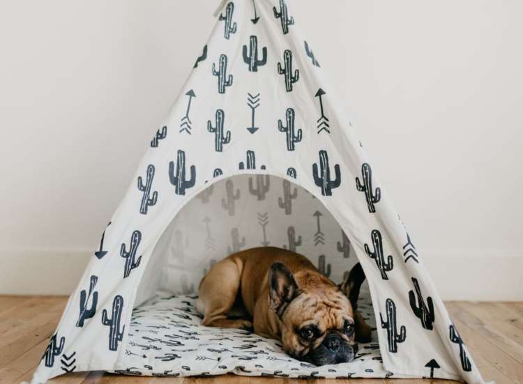 Pet tent at Lamplighter Village in Canton, Massachusetts