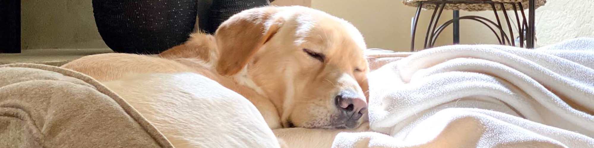 Pet-Friendly | Avalon Park in Brownfield, Texas