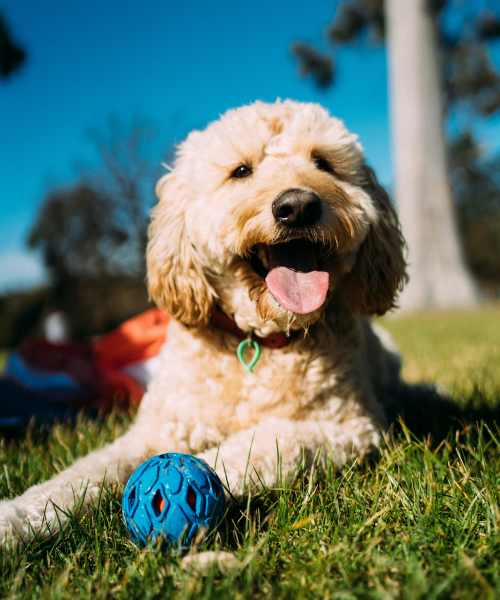 Cute little dog in a park at Alys in Conroe, Texas