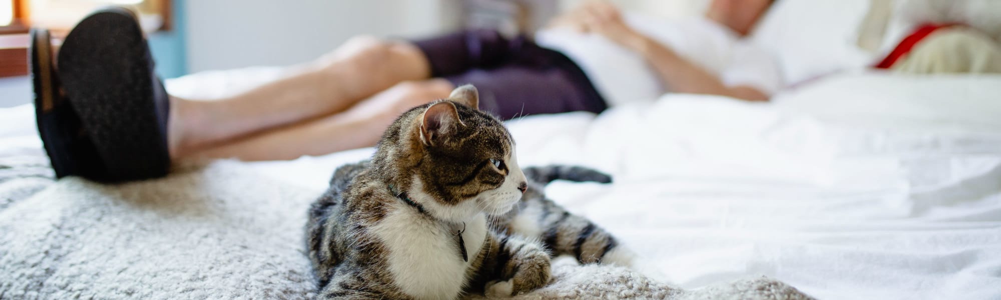 Savoy West Apartments's pet policy in Los Angeles, California