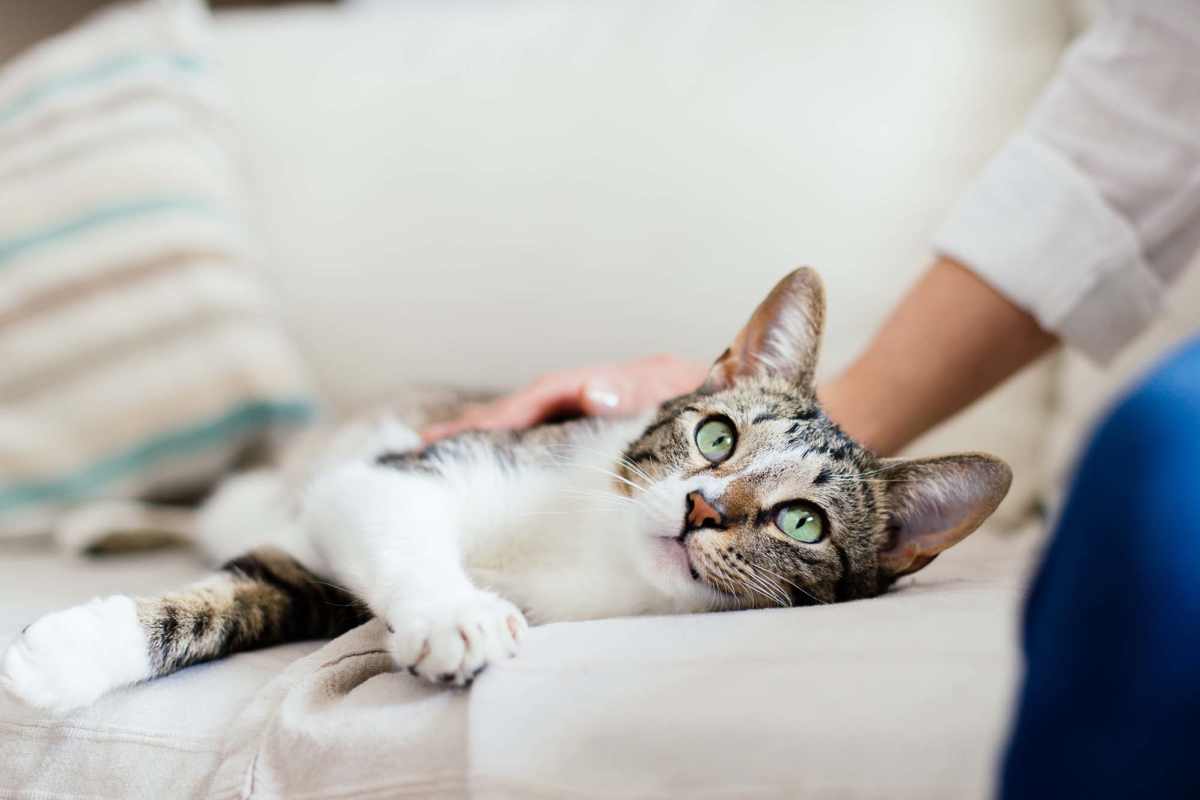 Relaxed cat resting on couch at Bradford Mews in Smithfield, Virginia