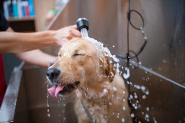 Pet Washing