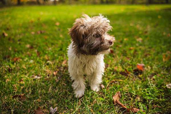 Dog in Enclosed Yard