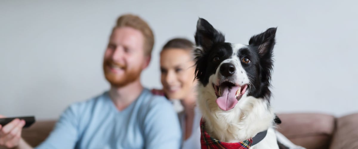 Dog on the couch happy to be hanging out with his owners posing for a photo at Main Street Apartments in Rockville, Maryland