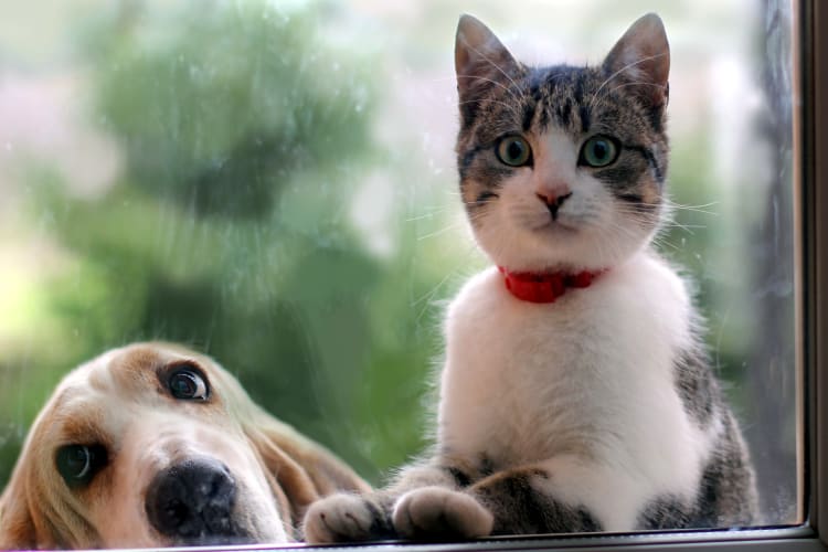 Cat and dog looking in a window at Lullwater at Riverwood in Evans, Georgia