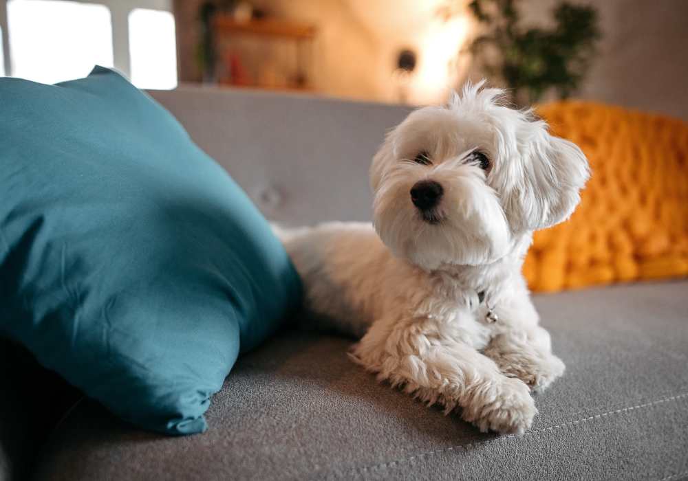 A dog laying on the couch at Edge at Concord in Concord, North Carolina