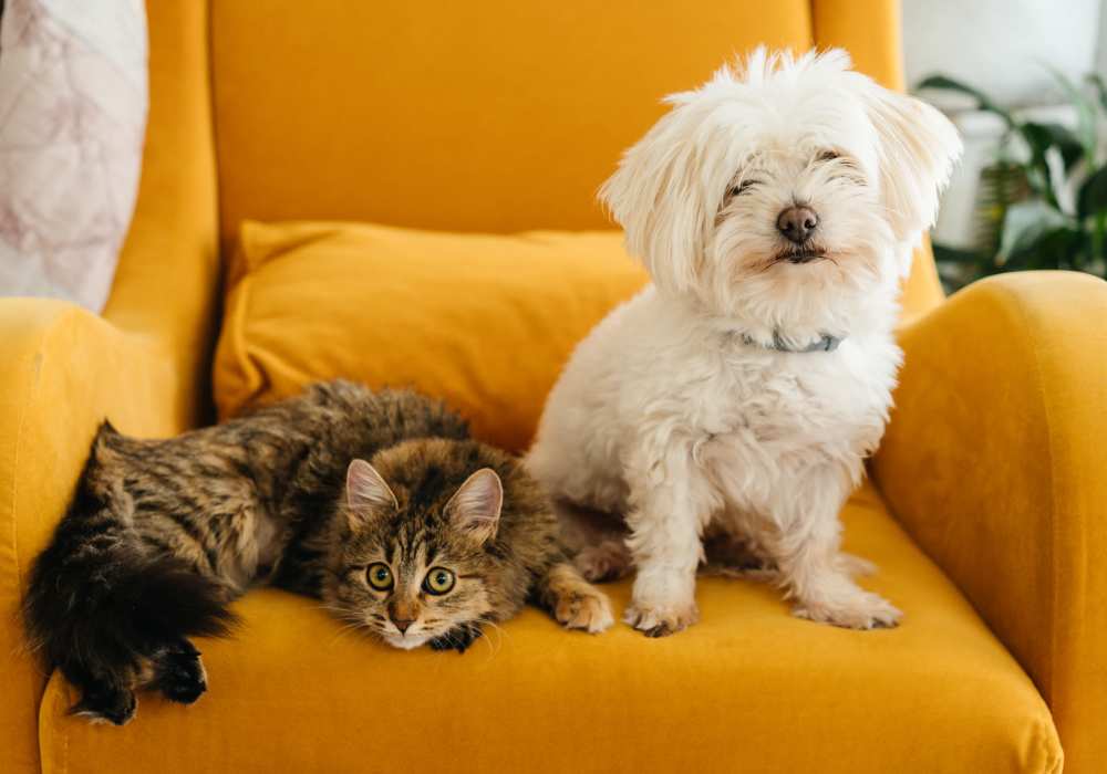 Pet policy at Reata Apartments in Harlingen, Texas