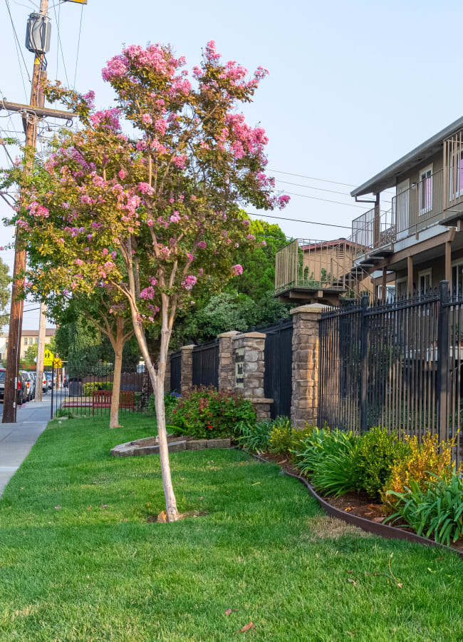 Blossoming tree at Alderwood Park Apartment Homes in Livermore, California