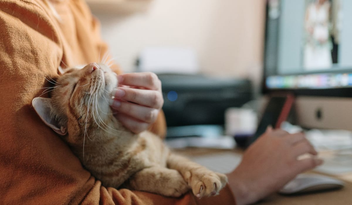 Resident working from home with their cat at The Palms Apartments in Sacramento, California