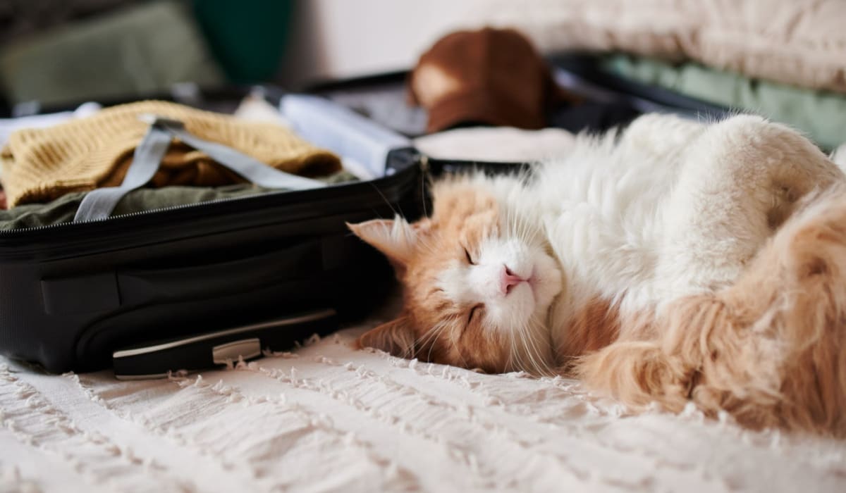 Pet-friendly at Mode in Sacramento, California