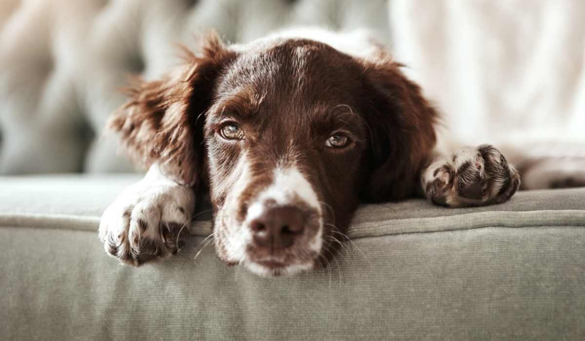 Dog relaxing on the sofa at Archer Medical District in Dallas, Texas